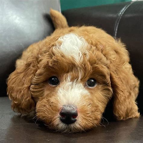 Caniche cachorro toy para un buen hogar